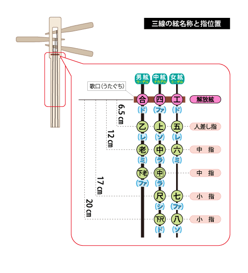 三線の絃名称と指位置